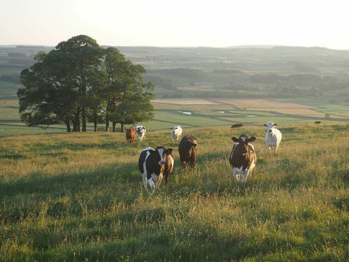 Cows, Climate Change and Clever Solutions